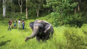 Phuket Elephant Sanctuary