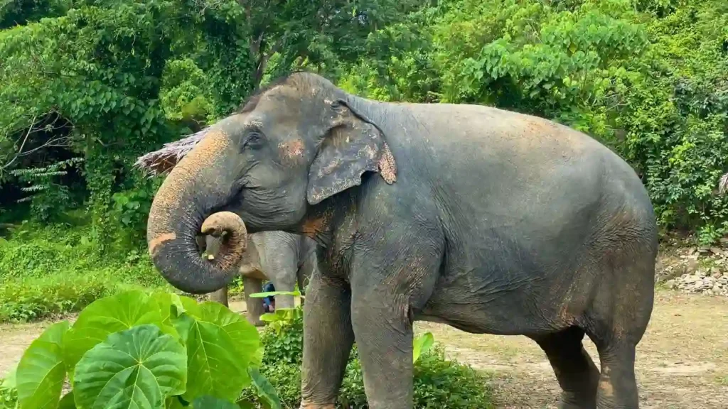 Phuket Hidden Forest Elephant Reserve Sanctuary