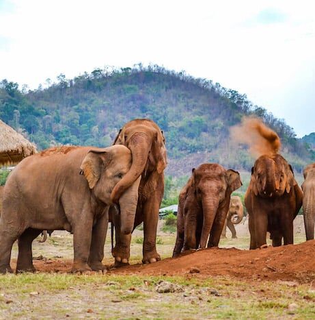Visit Elephants at Elephant Nature Park