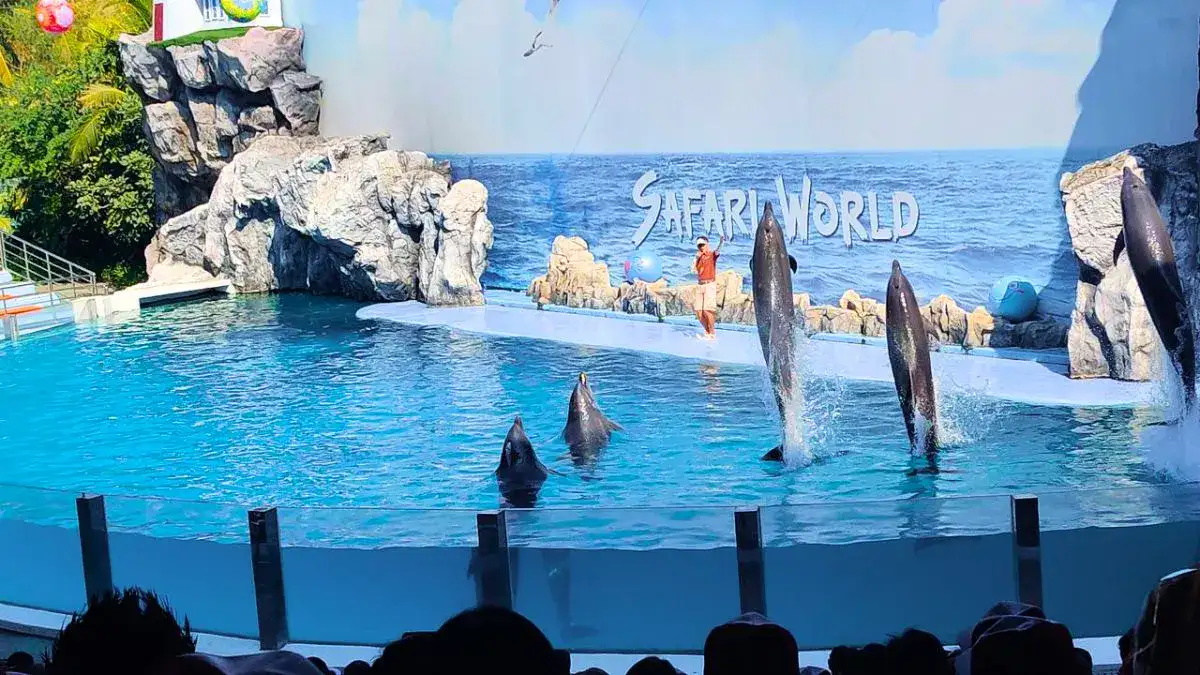 Dolphin Show