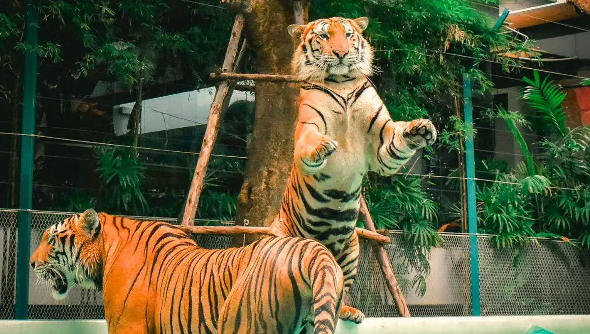 Explore Phuket Zoo