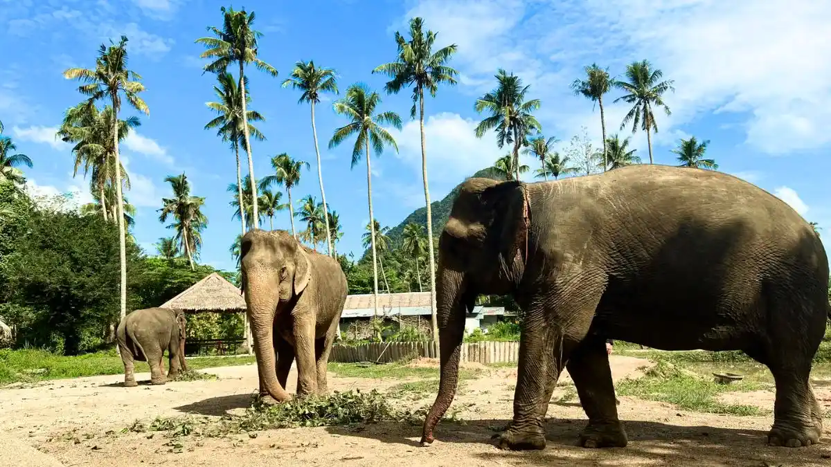 Krabi Elephant Sanctuary