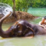 Krabi Elephant Sanctuary