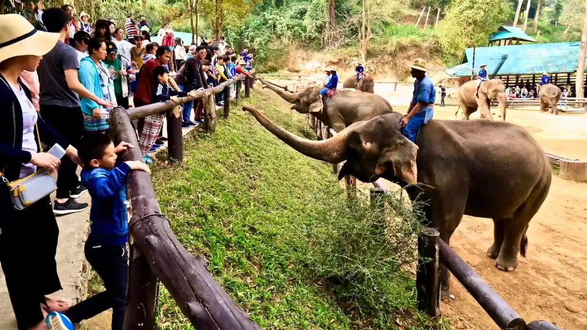 Mae Sa Elephant Camp