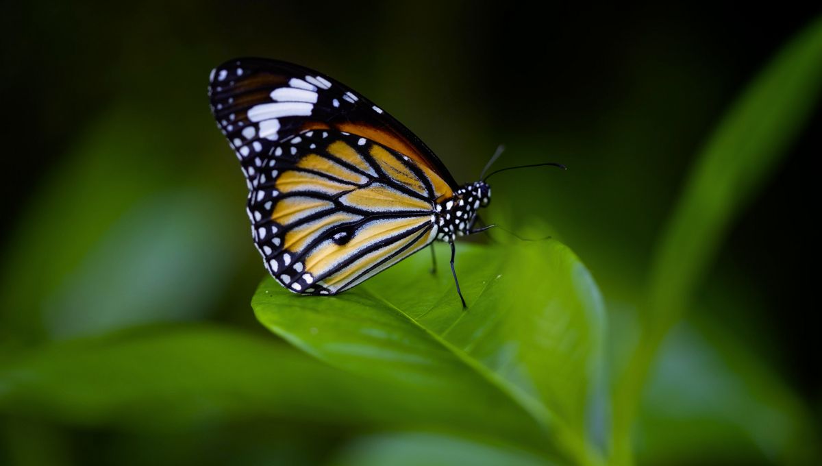 Phuket Butterfly Garden and Insect World