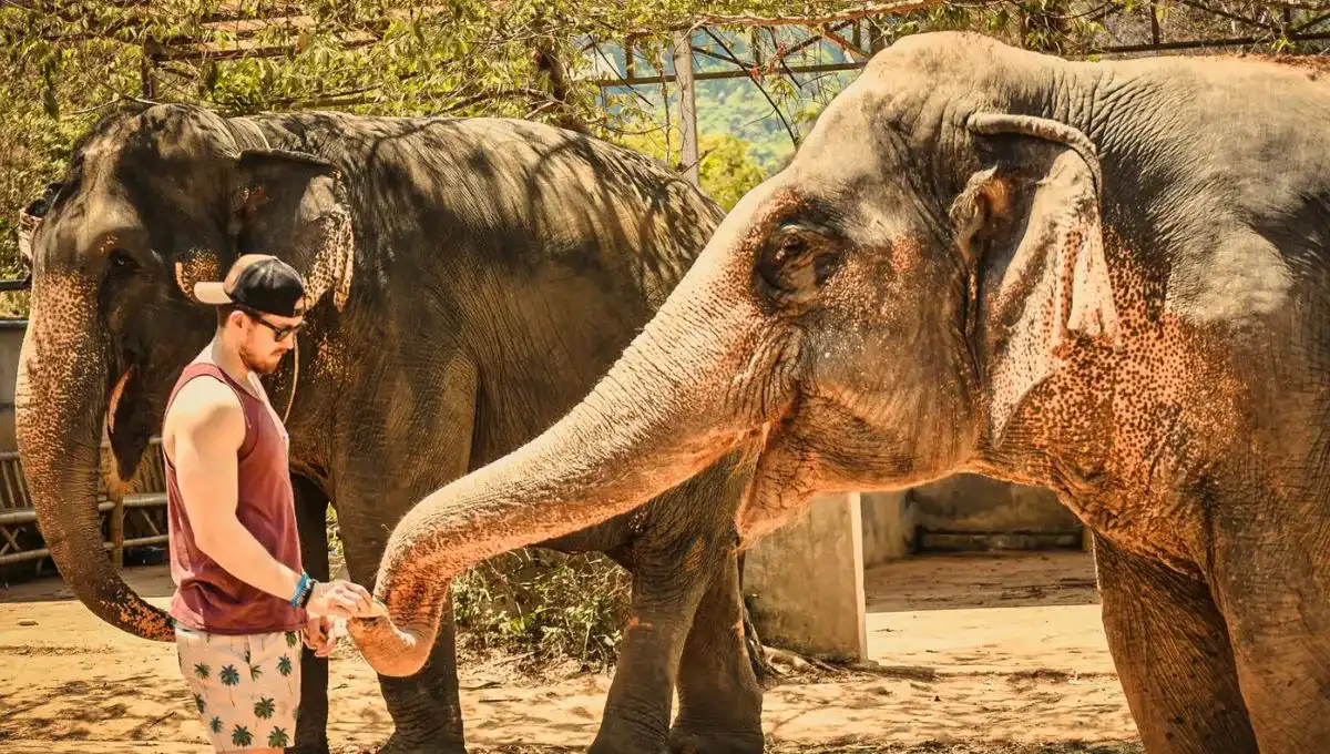 Phuket Elephant Sanctuary