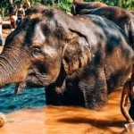 Phuket Elephant Sanctuary