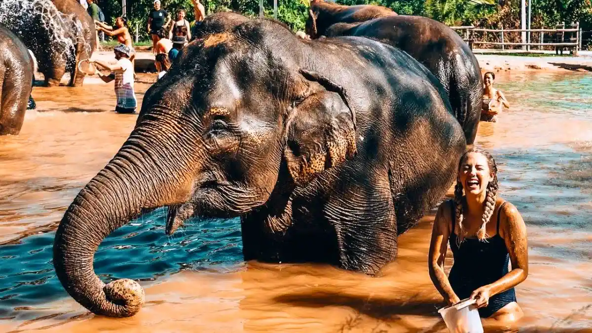 Phuket Elephant Sanctuary