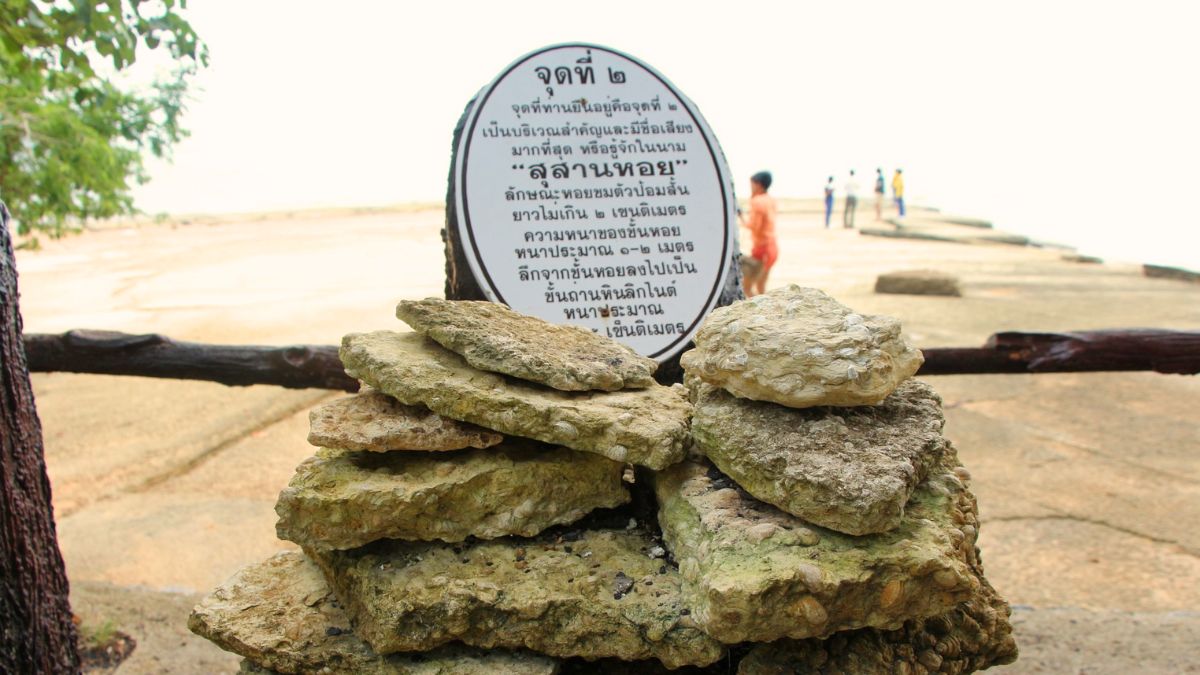 Visit Susan Hoi (Fossil Shell Beach)