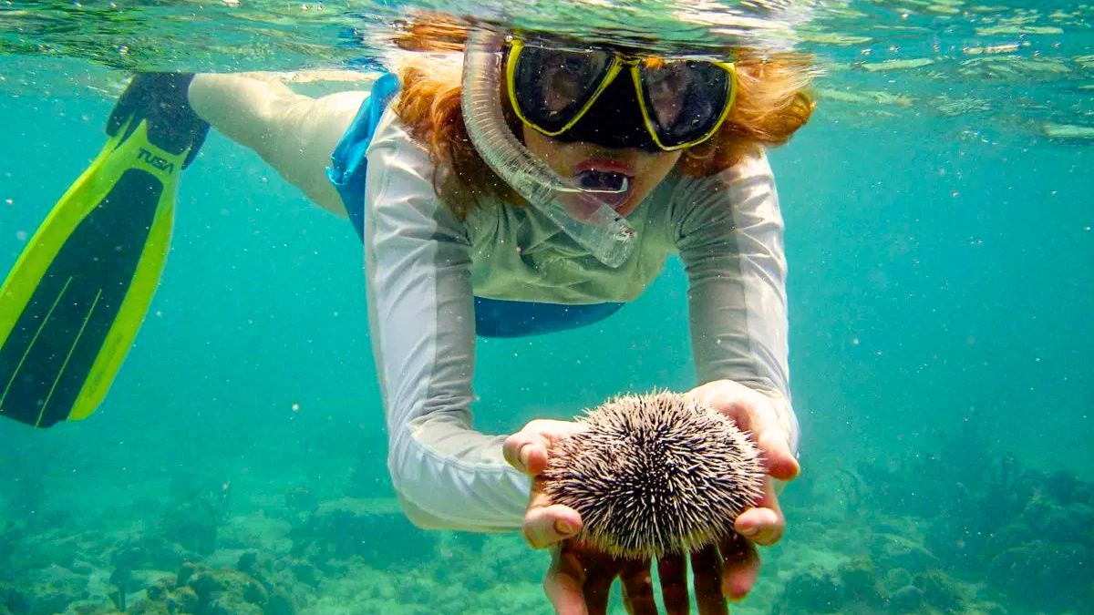 Snorkeling and Diving