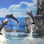 Best Time to Visit Dolphin Show Bangkok