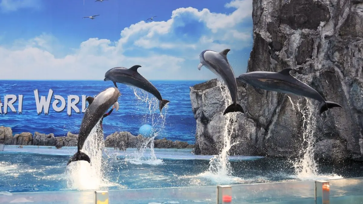 Best Time to Visit Dolphin Show Bangkok