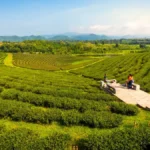 Choui Fong Tea Plantation