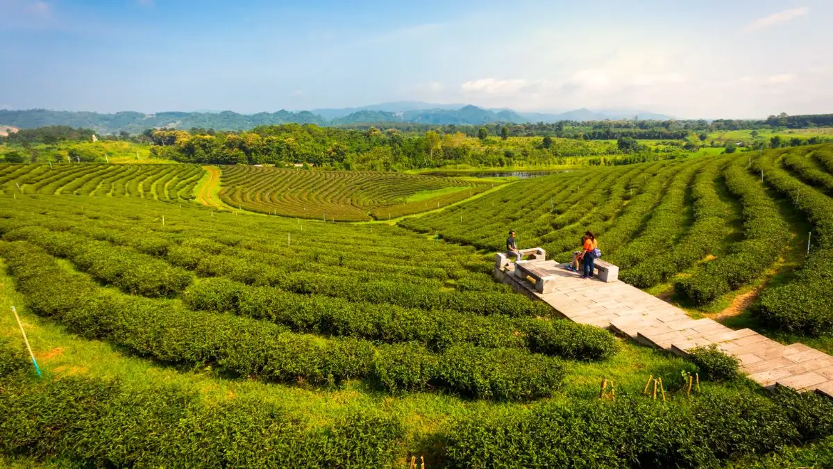 Choui Fong Tea Plantation