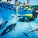 Dolphin Bay Excursions