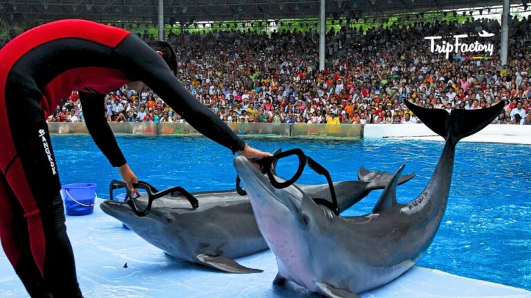 Dolphin Show Bangkok