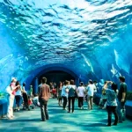 Explore the Underwater World Pattaya