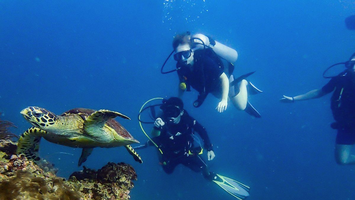 Go Scuba Diving in Phi Phi