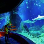 Interactive Experiences at SEA LIFE Bangkok Ocean World