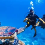 Scuba Diving Phi Phi Islands