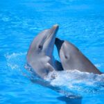 Singing and Dancing Dolphins