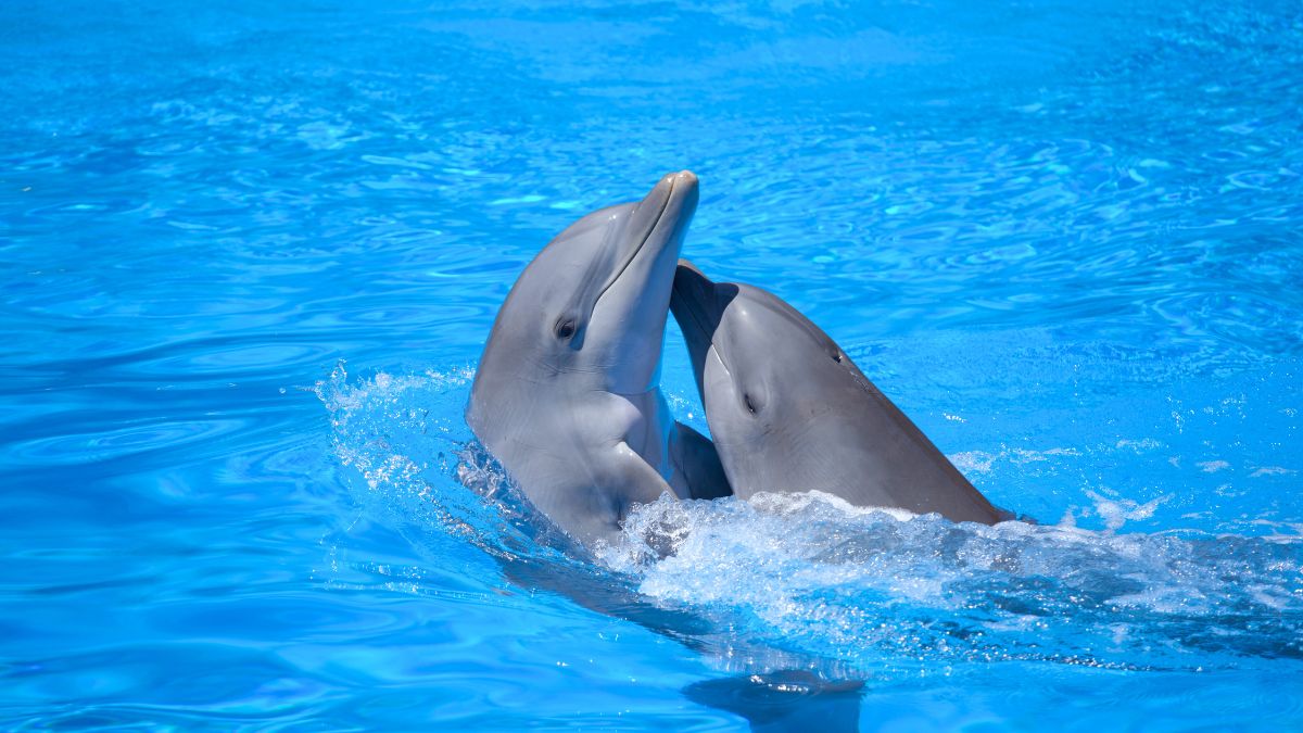 Singing and Dancing Dolphins