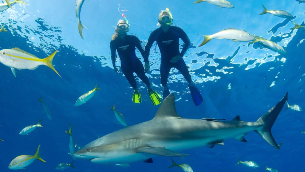 Snorkeling with Sharks at Hin Phae