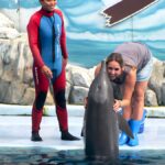 Tips for an Enjoyable Dolphin Show Experience