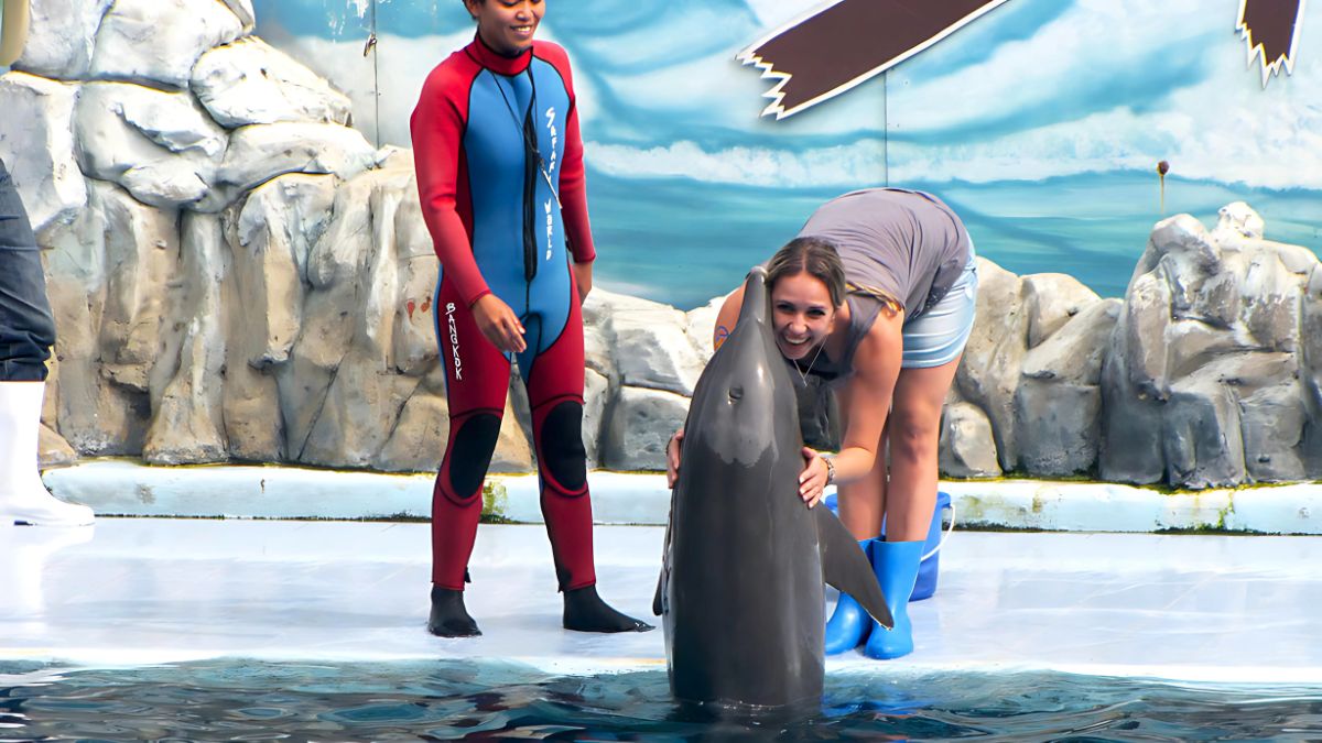 Tips for an Enjoyable Dolphin Show Experience