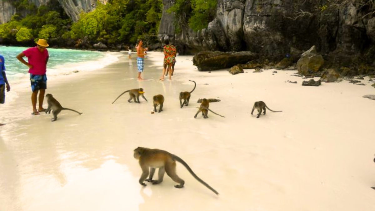 Visit Monkey Beach