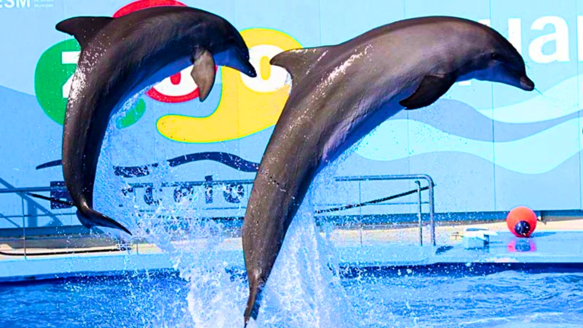 Visit the Pattaya Dolphin World