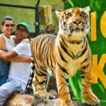 Activities and Experiences at Phuket Tiger Kingdom