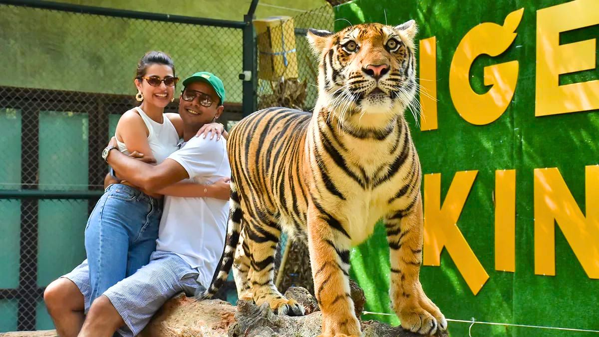 Activities and Experiences at Phuket Tiger Kingdom