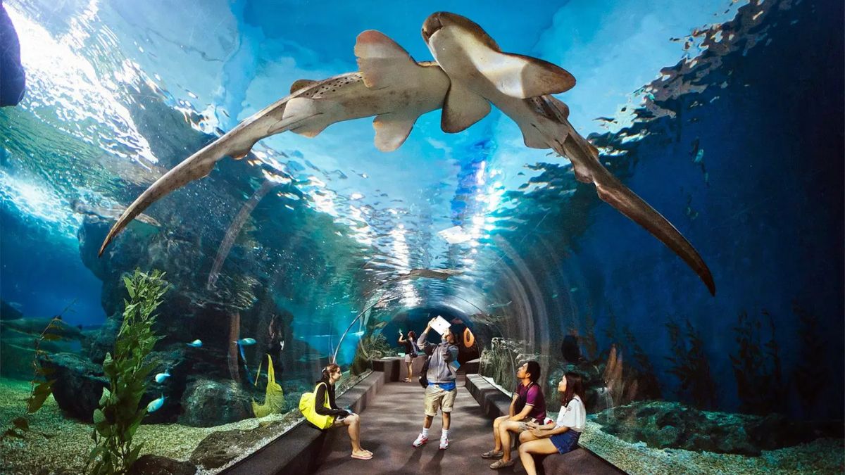 An Overview of Underwater World Pattaya