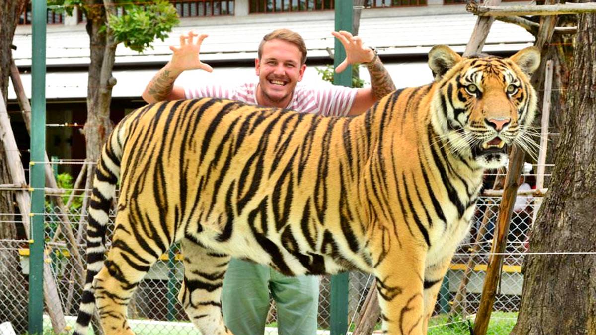 Best Time to Visit Phuket Tiger Kingdom