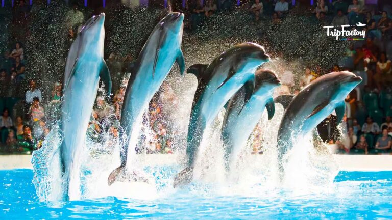 Dolphin Show Pattaya