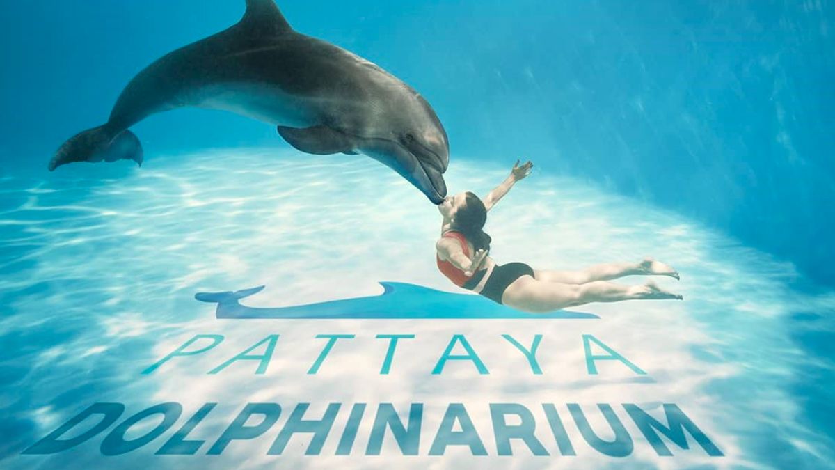 Highlights of Pattaya Dolphinarium