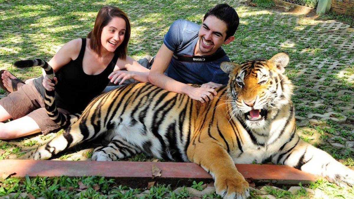 How to Reach Phuket Tiger Kingdom