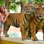 Is Phuket Tiger Kingdom Worth Visiting