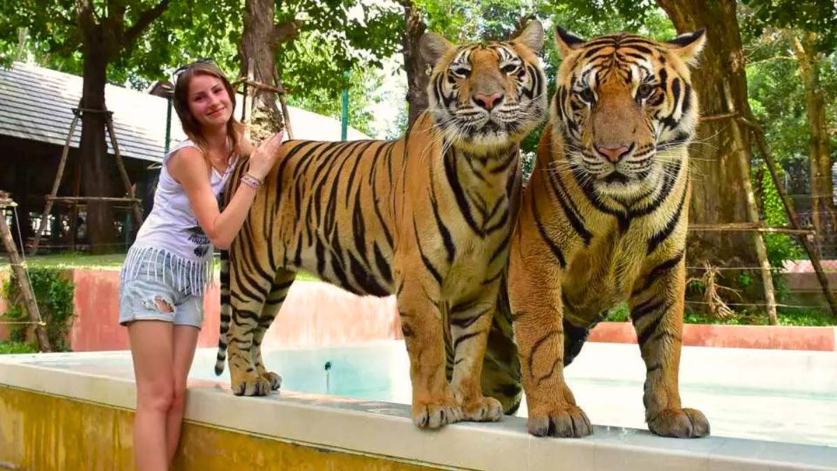 Is Phuket Tiger Kingdom Worth Visiting