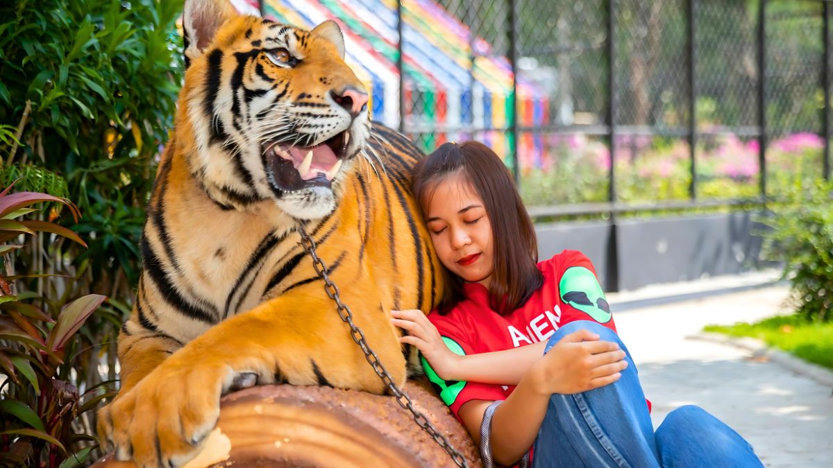 Overview of Sriracha Tiger Zoo