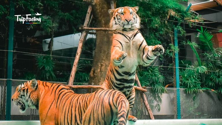 Phuket Tiger Kingdom