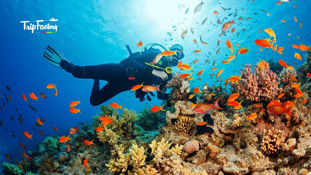 Scuba Diving in Phuket