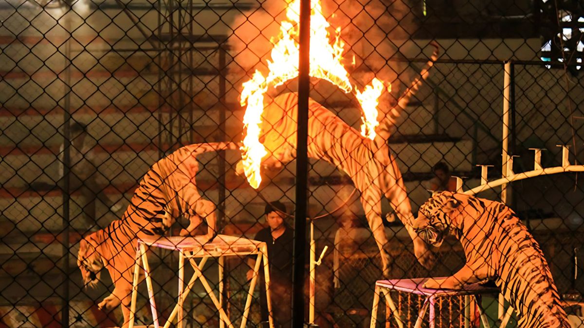 Spectacular Animal Shows