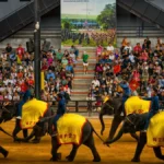 Spectacular Cultural Shows and Elephant Performances