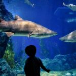 The Aquarium's Conservation Efforts