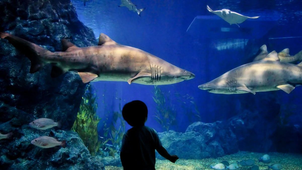 The Aquarium's Conservation Efforts