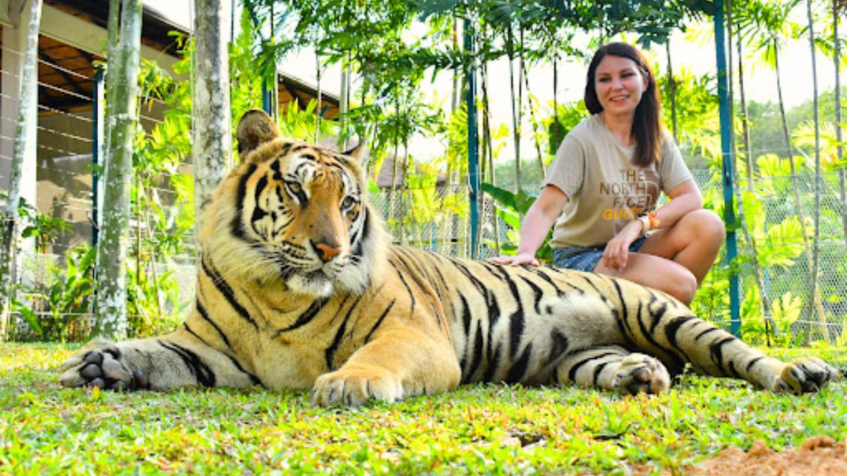 Things to Know Before Visiting Tiger Kingdom