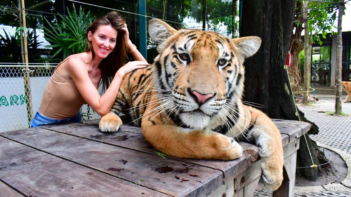 Up-Close Encounters with Tigers