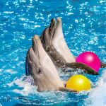 Why Visit the Dolphin Show in Pattaya